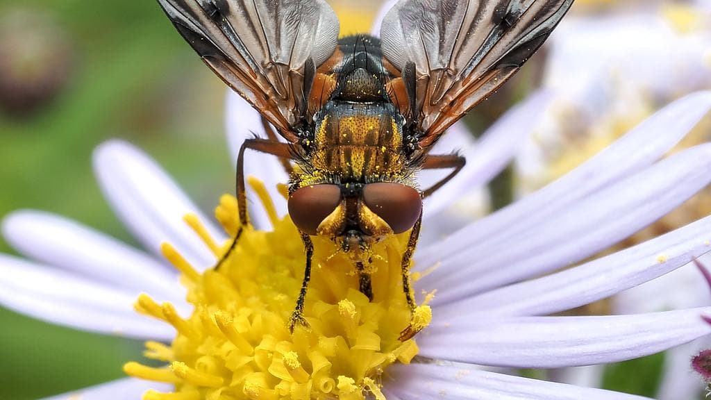 Trefft d'Naturalisten: D'Räich vun den Insekten - Vu Loftakrobate bis Buedembuddeler