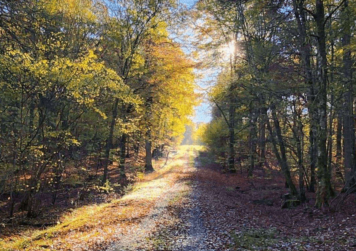 Découverte de la forêt avec l'ONF