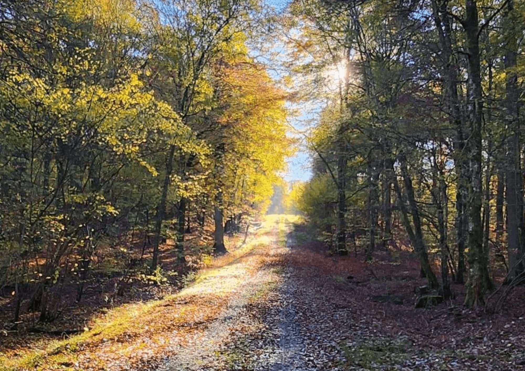 Découverte de la forêt avec l'ONF