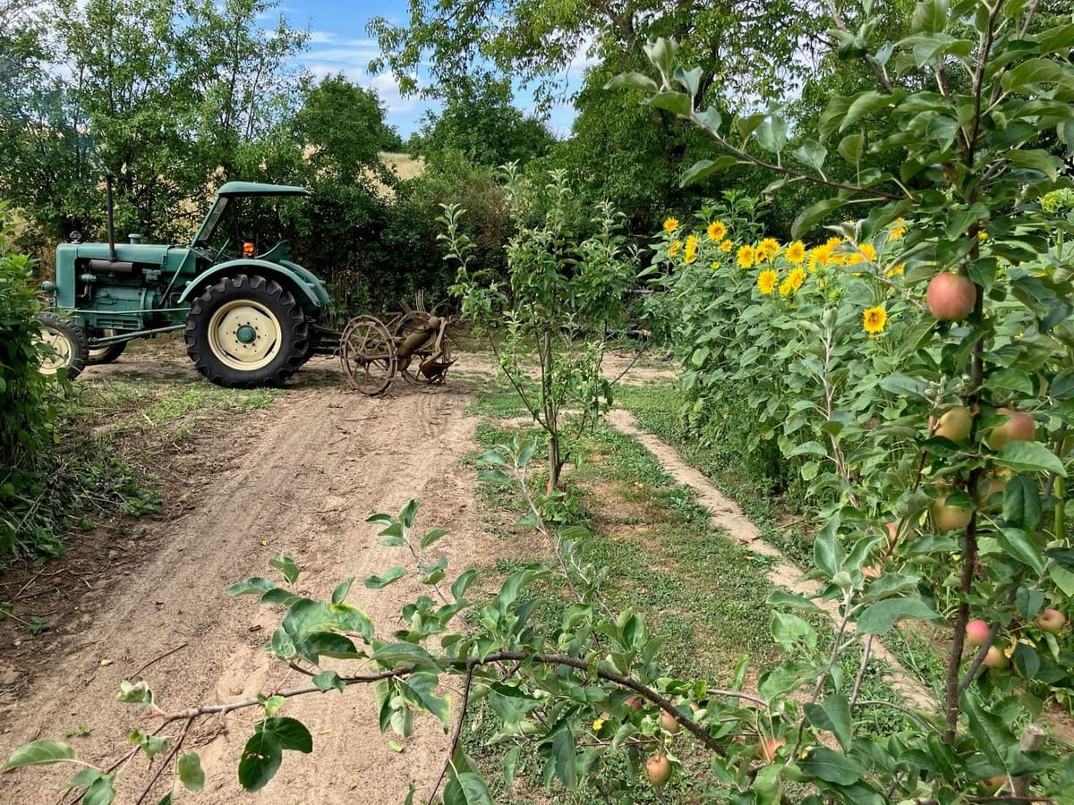 Potato Harvest