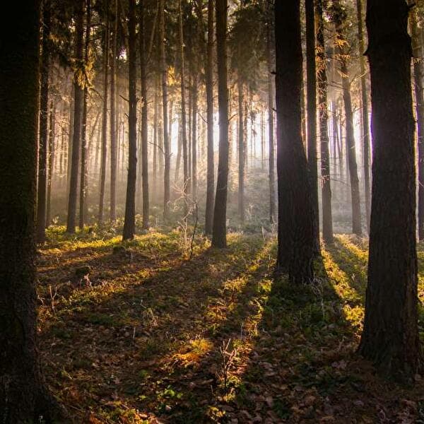 Nature Outing - Immersive Walk in the Forest Following in Emile's Footsteps