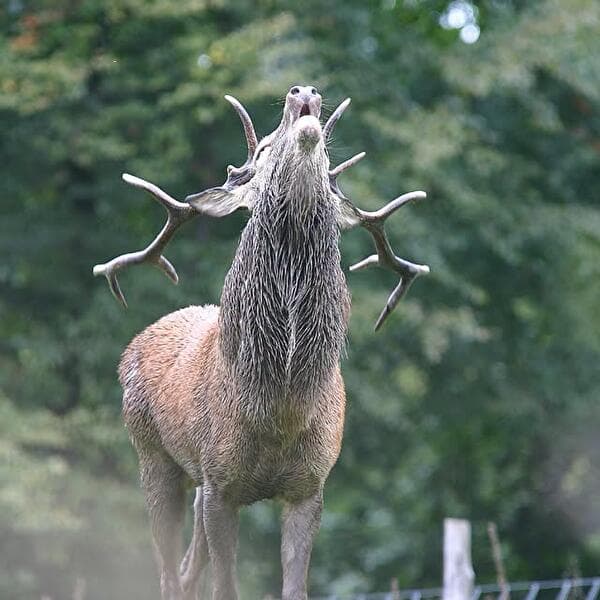 Écoute respectueuse du brame du cerf