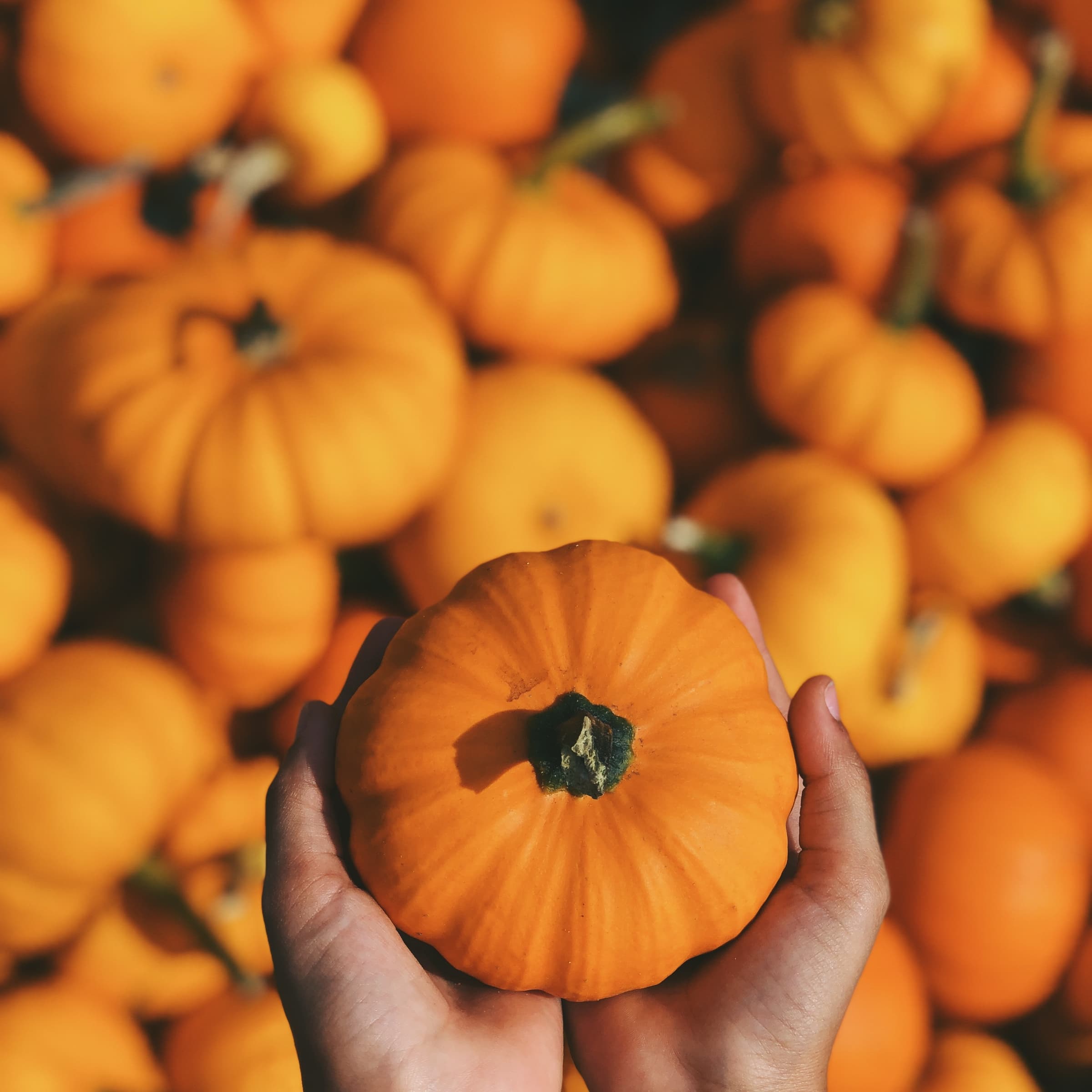 Halloween approche… et ça va être délicieux !
