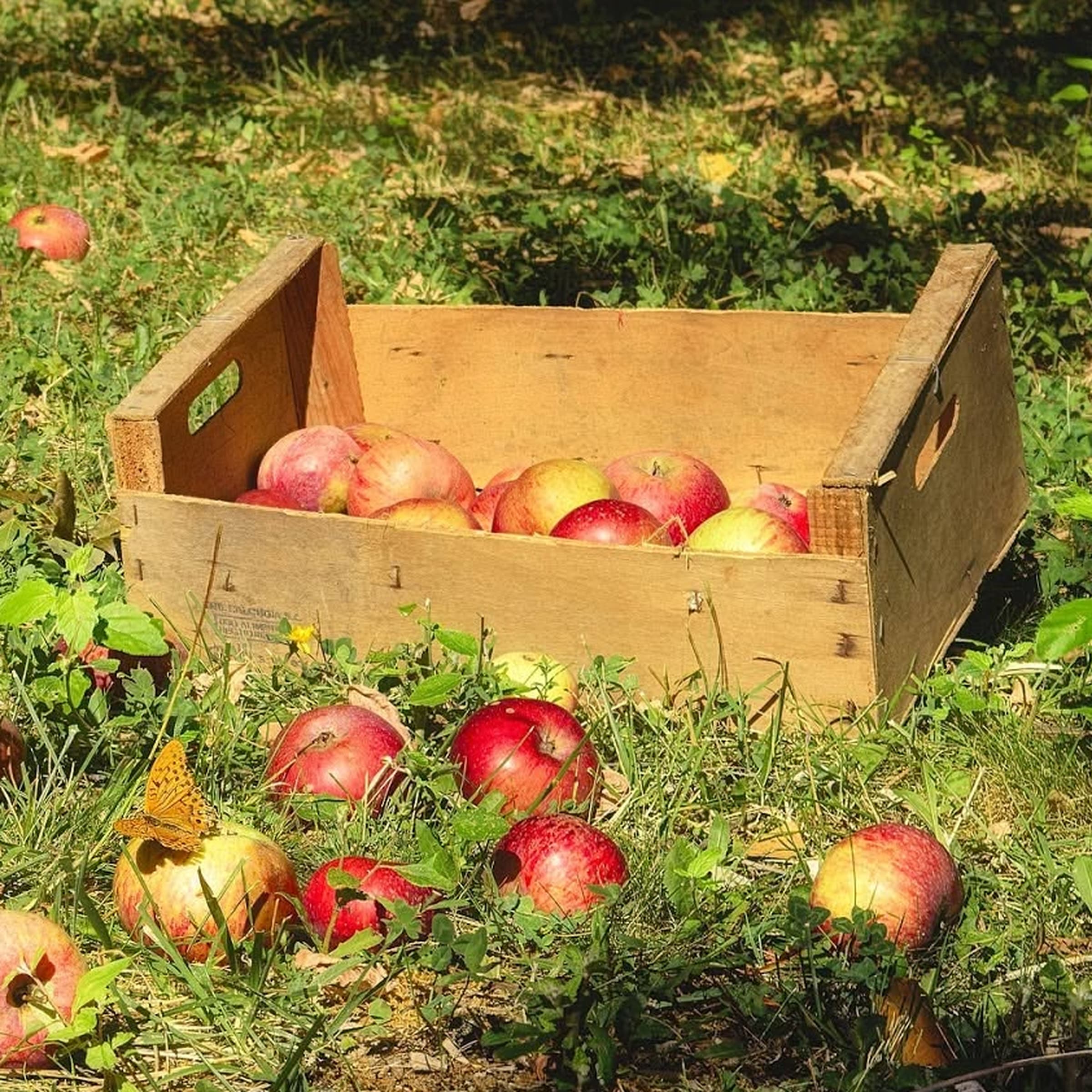 Fête de la Pomme à l'école de Noirefontaine