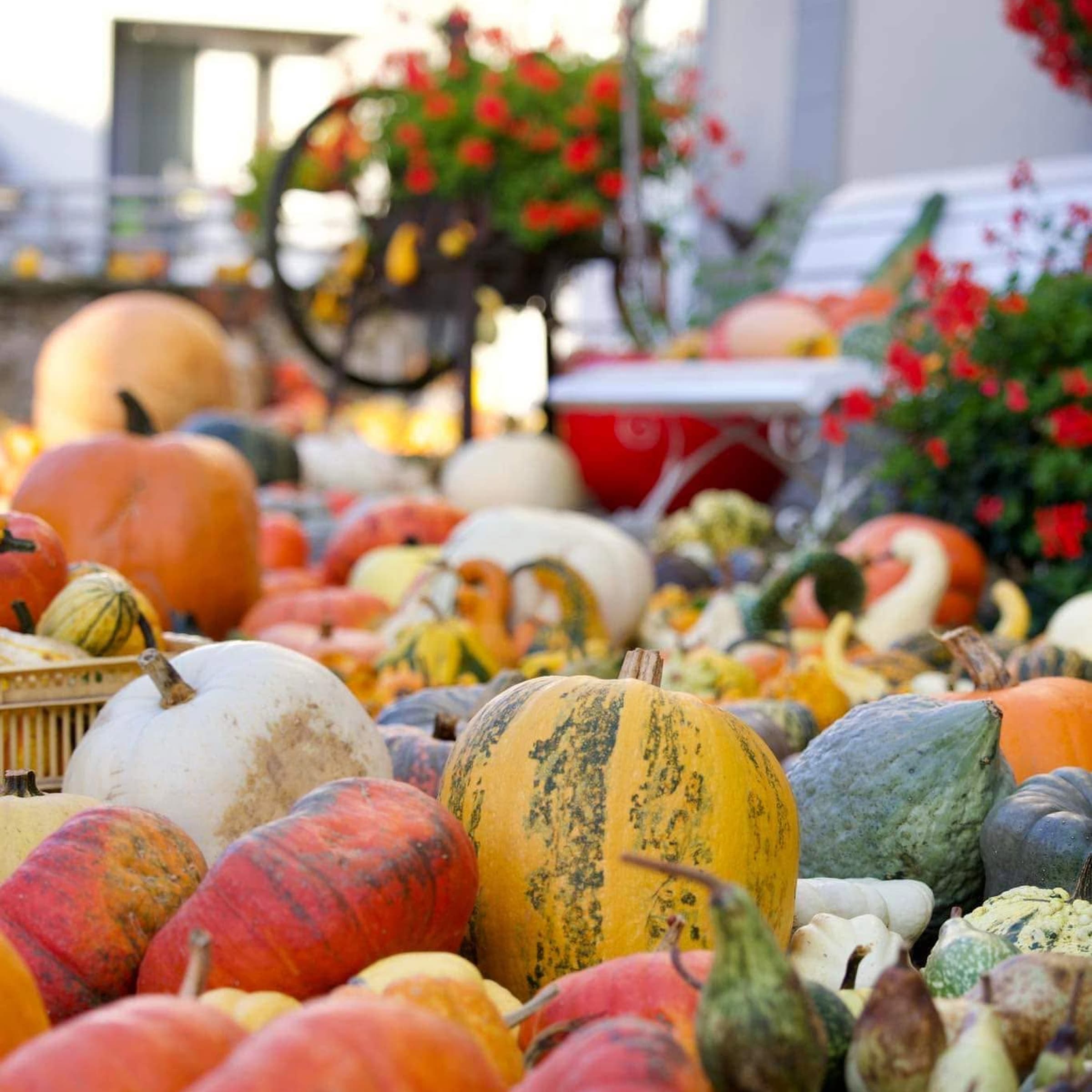 Grand autumn market at Hahn Farm