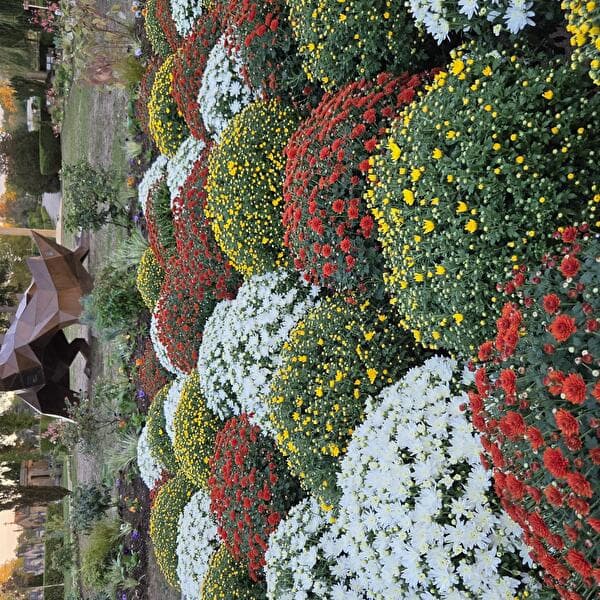 Marché aux fleurs de la Toussaint