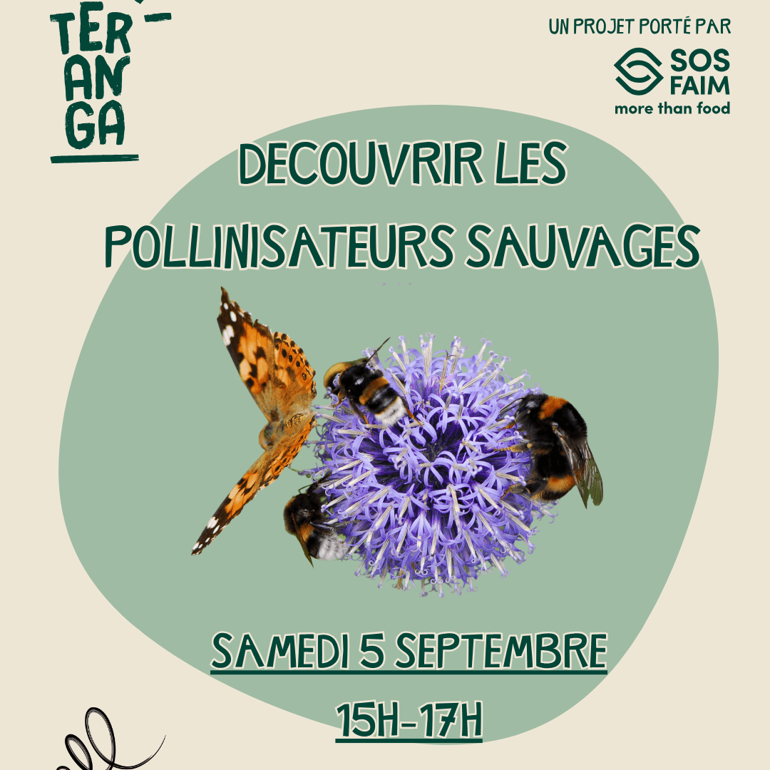 Discover wild pollinators