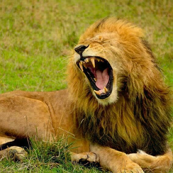 Visite Carnivore