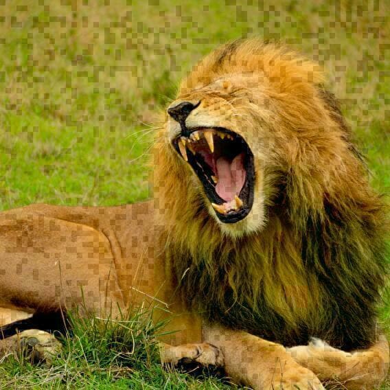 Visite Carnivore