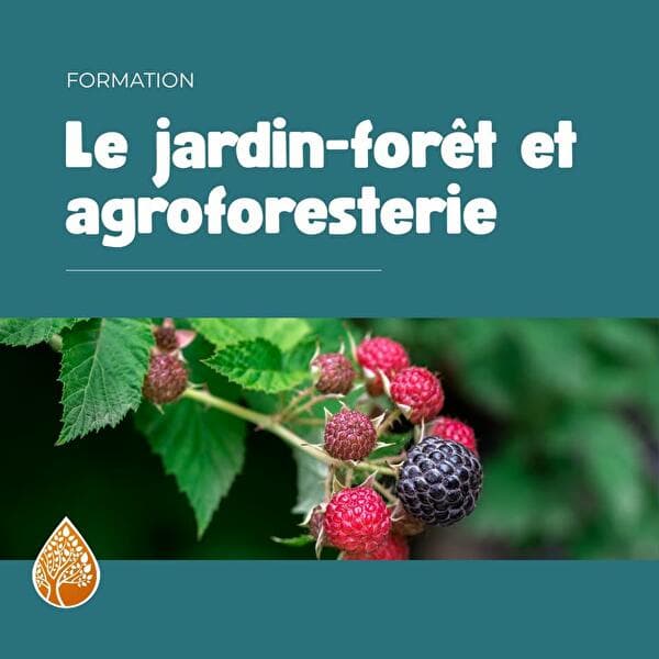 Le jardin-forêt et agroforesterie
