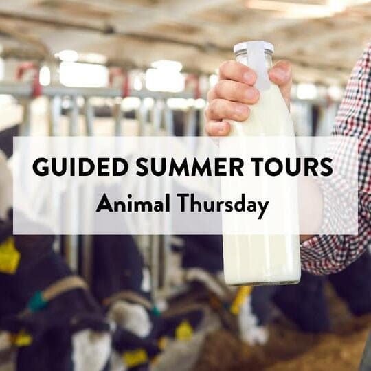 A farm adventure for the whole family in Iewerleng