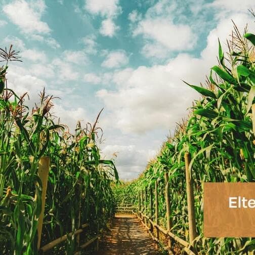 Corn maze – discovery and fun in nature