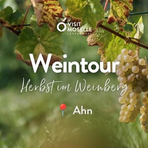 Wine Tour “Herbst im Weinberg” - 11/10