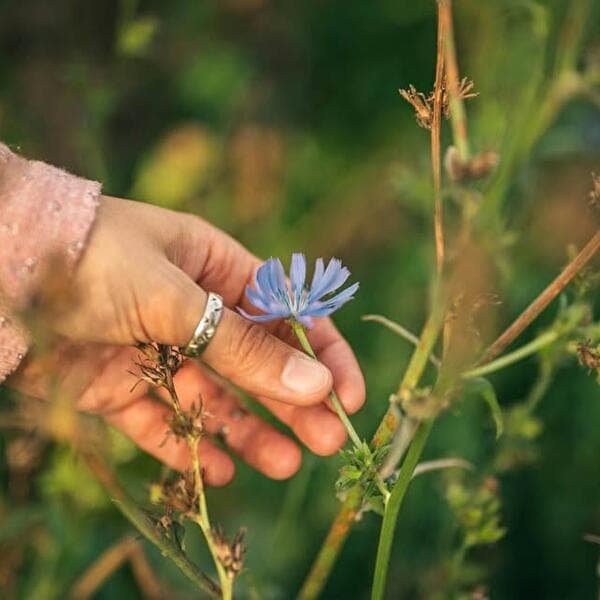 Découverte des plantes sauvages: comestibles, médicinales et à tisser