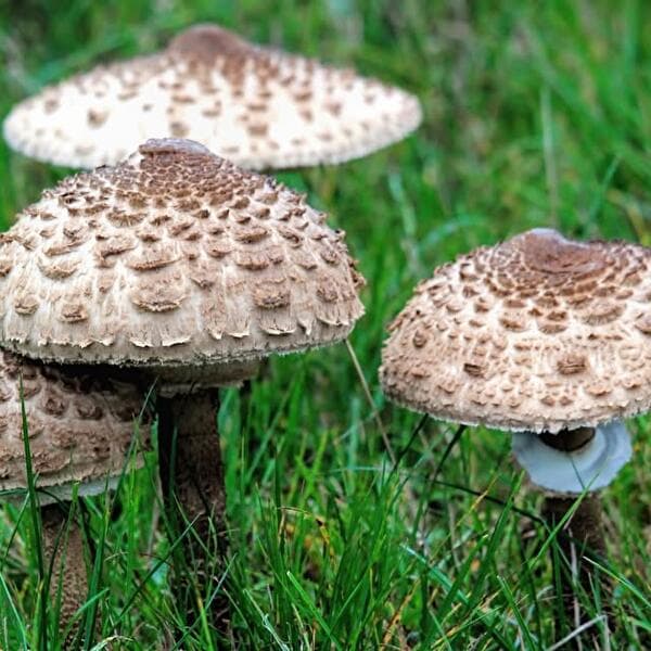 À la découverte des champignons en forêt d'Anlier, même s'il fait sec !