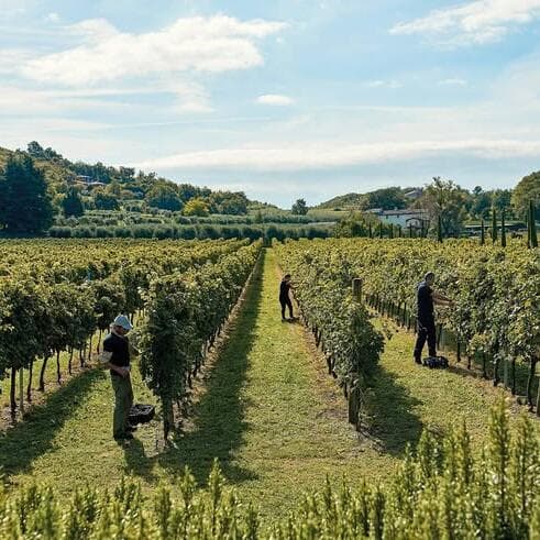 Dégustation de vins et épicerie fine chez Va Sano à Junglinster