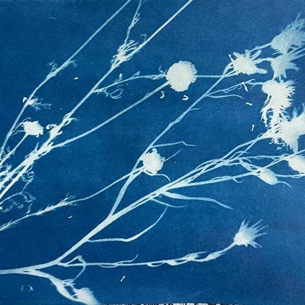 Youth Corner Photo | Ages 6–12 | The Blue Herbarium