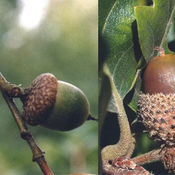 Arboretum Kirchberg - Fruits et semences