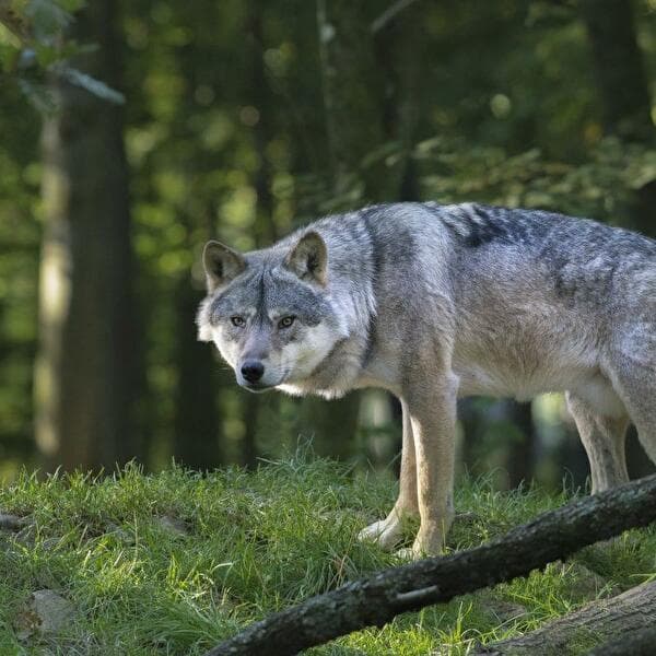 On the Trail of the Great Predators