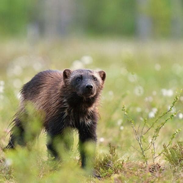 Tracking the Great Predators