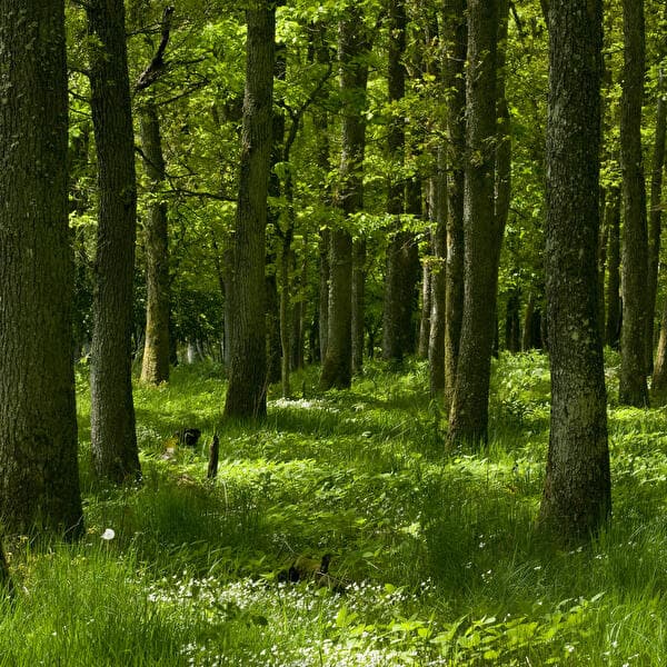Forest Bathing – Find Calm, Recharge Yourself