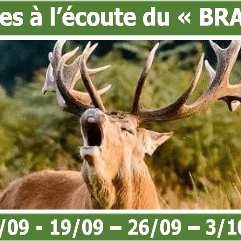 Soirées à l'écoute du "brame" : Soirée "classique"