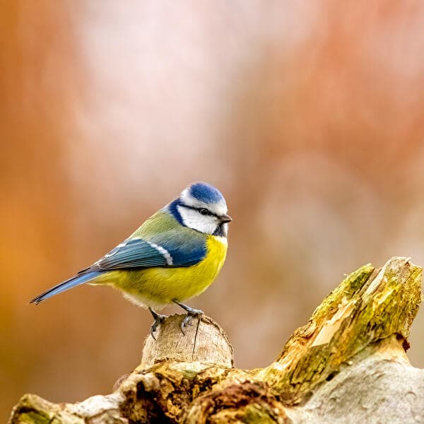 Weaving Willows for Birds – Make Your Own Bird Feeder!