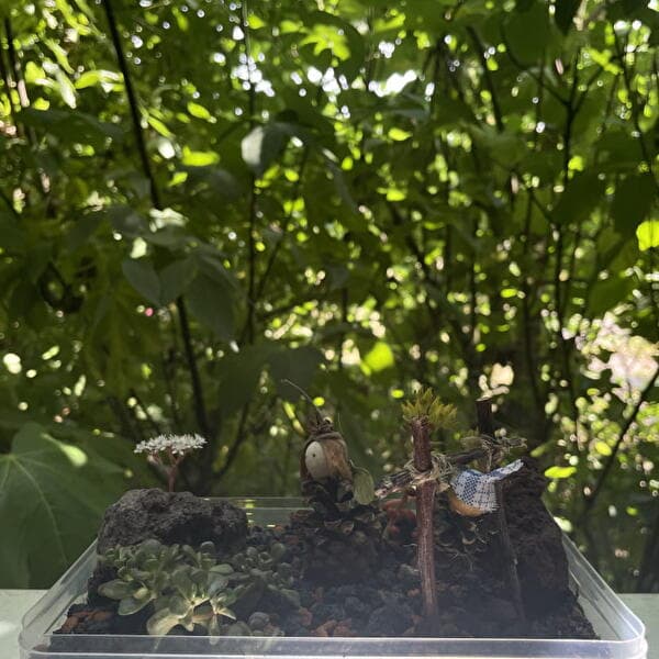 Children's Workshop Ages 3-6: Mini-Garden