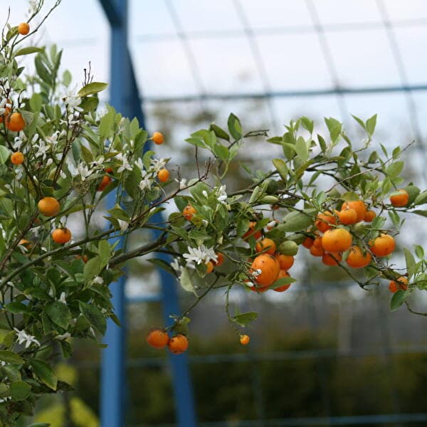 Workshop - Citrus fruits, even in the East