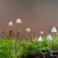 Mise en scène des champignons – Atelier photo