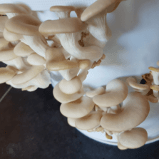 Je cultive mes propres champignons – Atelier