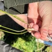 Balade à la découverte des plantes comestibles et médicinales