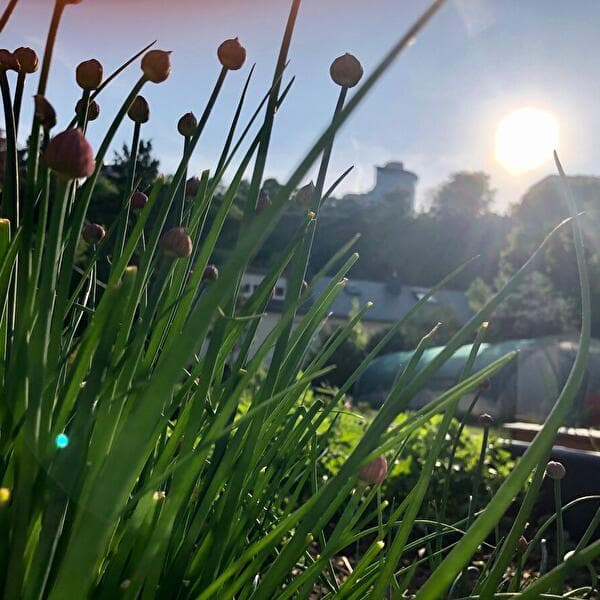 Rendez-vous au jardin de Canopée