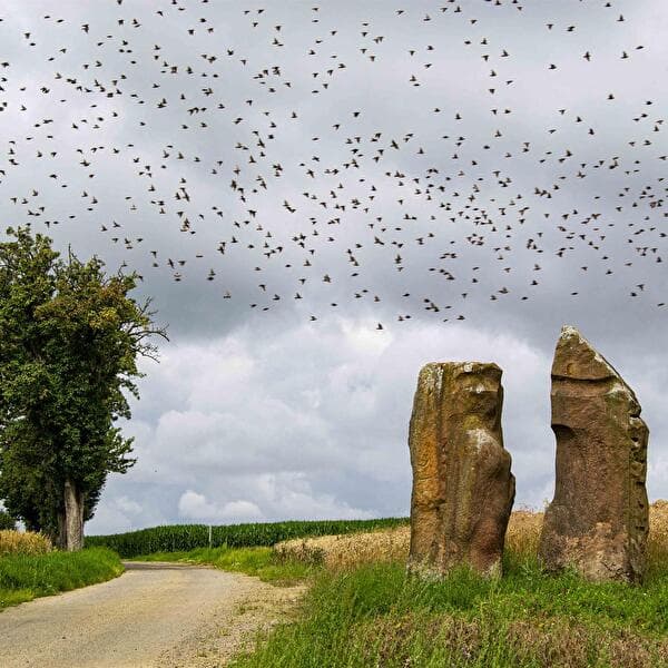 Course nature et marche nordique - Fête des Menhirs
