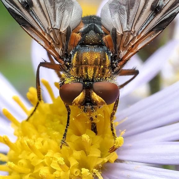 Trefft d'Naturalisten: D'Räich vun den Insekten - Vu Loftakrobate bis Buedembuddeler