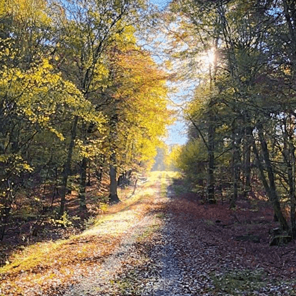 Découverte de la forêt avec l'ONF