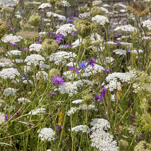 Jardin naturel : créer une prairie de fleurs sauvages