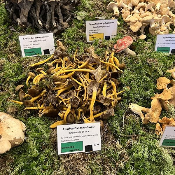 MJC: Mushroom Exhibition with Patrick Aucher and Bertrand Klein