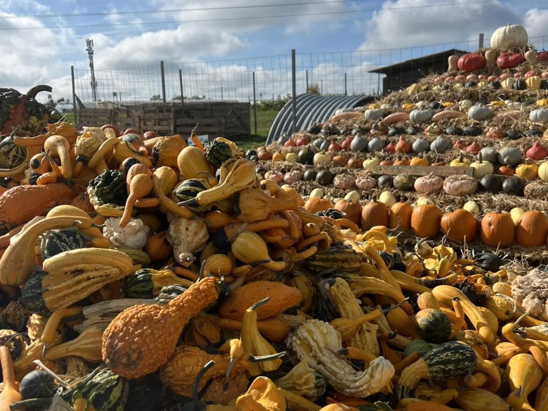 Cueillette de Peltre: apples, pumpkins and seasonal vegetables - 7