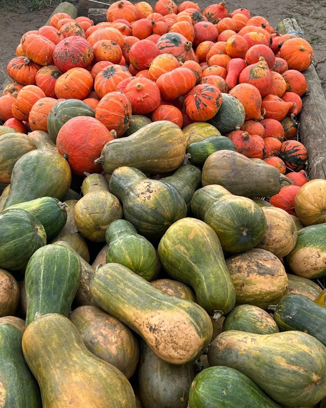 Cueillette de Peltre: apples, pumpkins and seasonal vegetables - 4