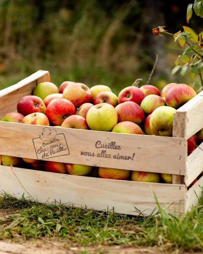 Cueillette de Peltre: apples, pumpkins and seasonal vegetables - 3