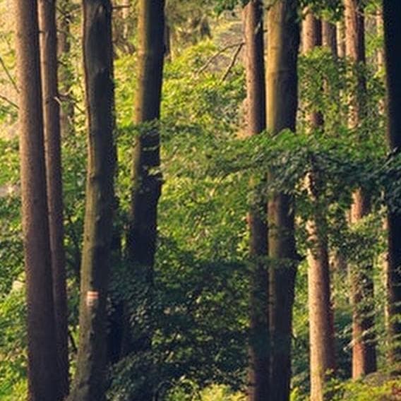 Do you hear the trees sing?
