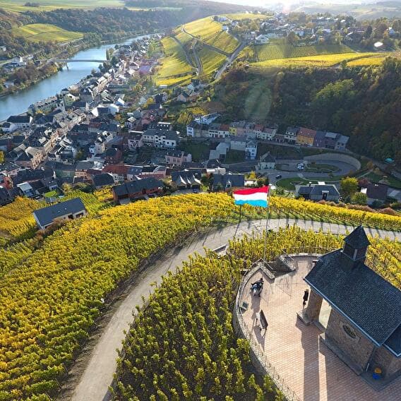 A little tour in the vineyards