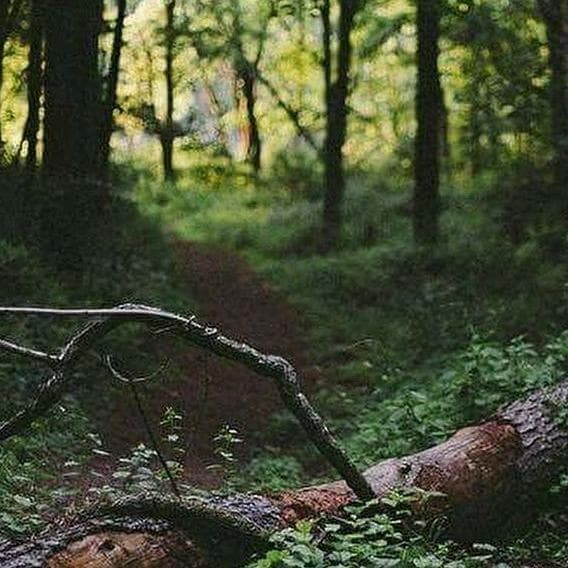 Let's wander in the forest