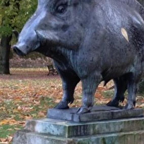 A walk for your little boars