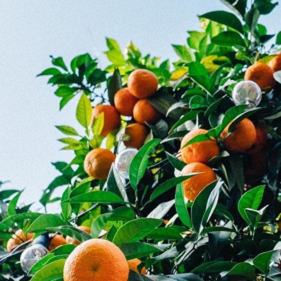 The real organic grocery