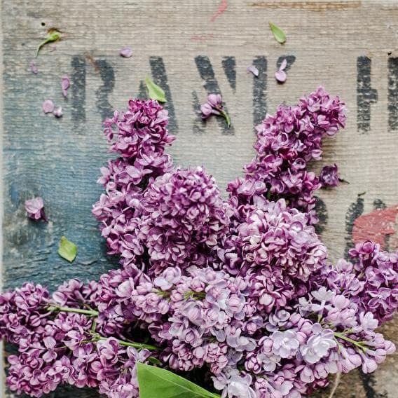 In the flower of youth