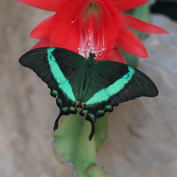 Minute, papillon !